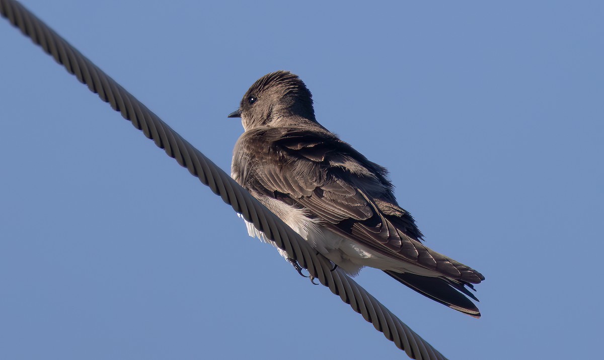Northern Rough-winged Swallow - ML617503942
