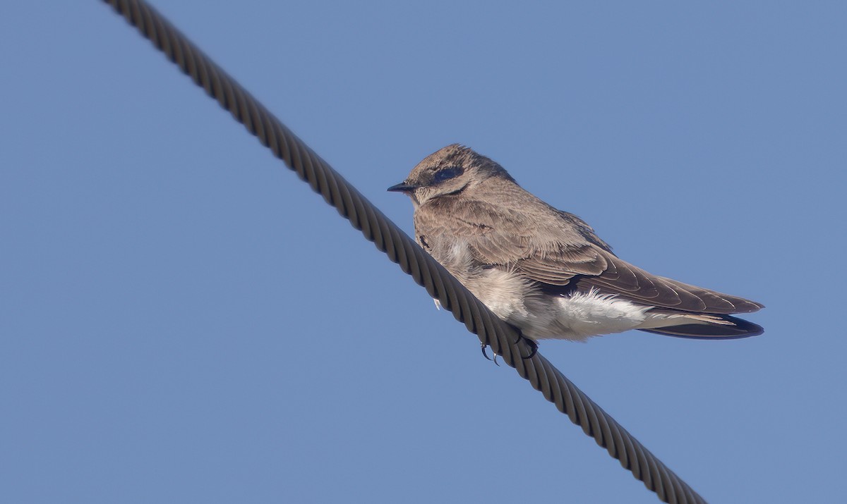 Northern Rough-winged Swallow - Harvey Fielder