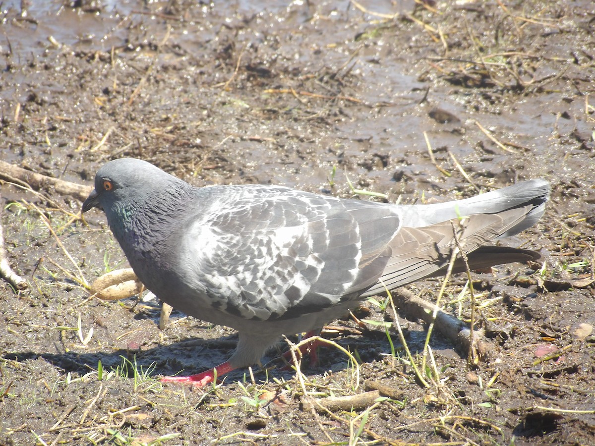 Rock Pigeon (Feral Pigeon) - ML617504067