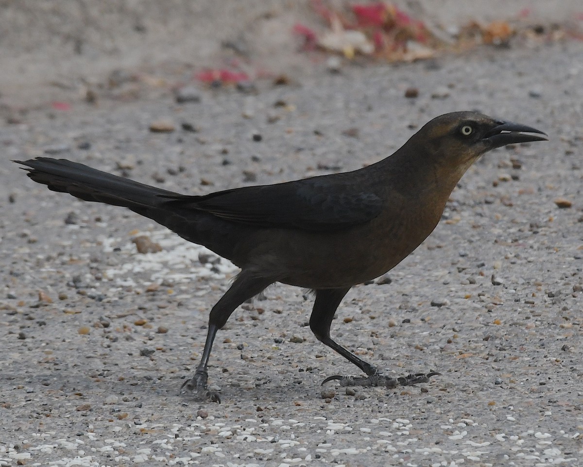 Great-tailed Grackle - ML617504141