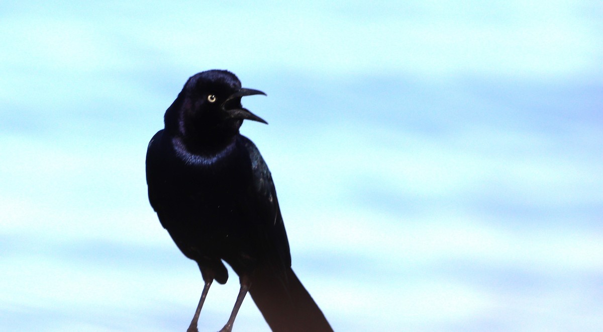 Boat-tailed Grackle - ML617504162