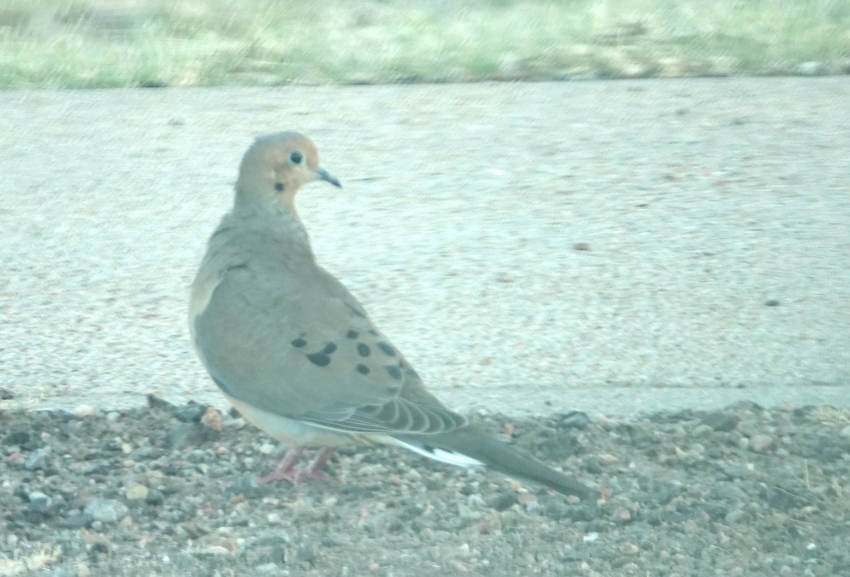 Mourning Dove - Peter Williams
