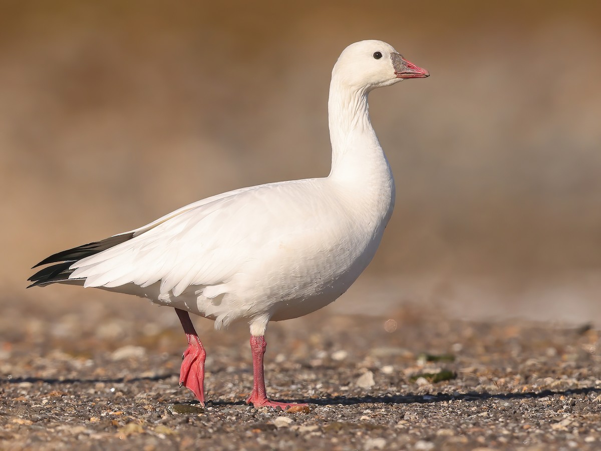 Ross s Goose Anser rossii Birds of the World