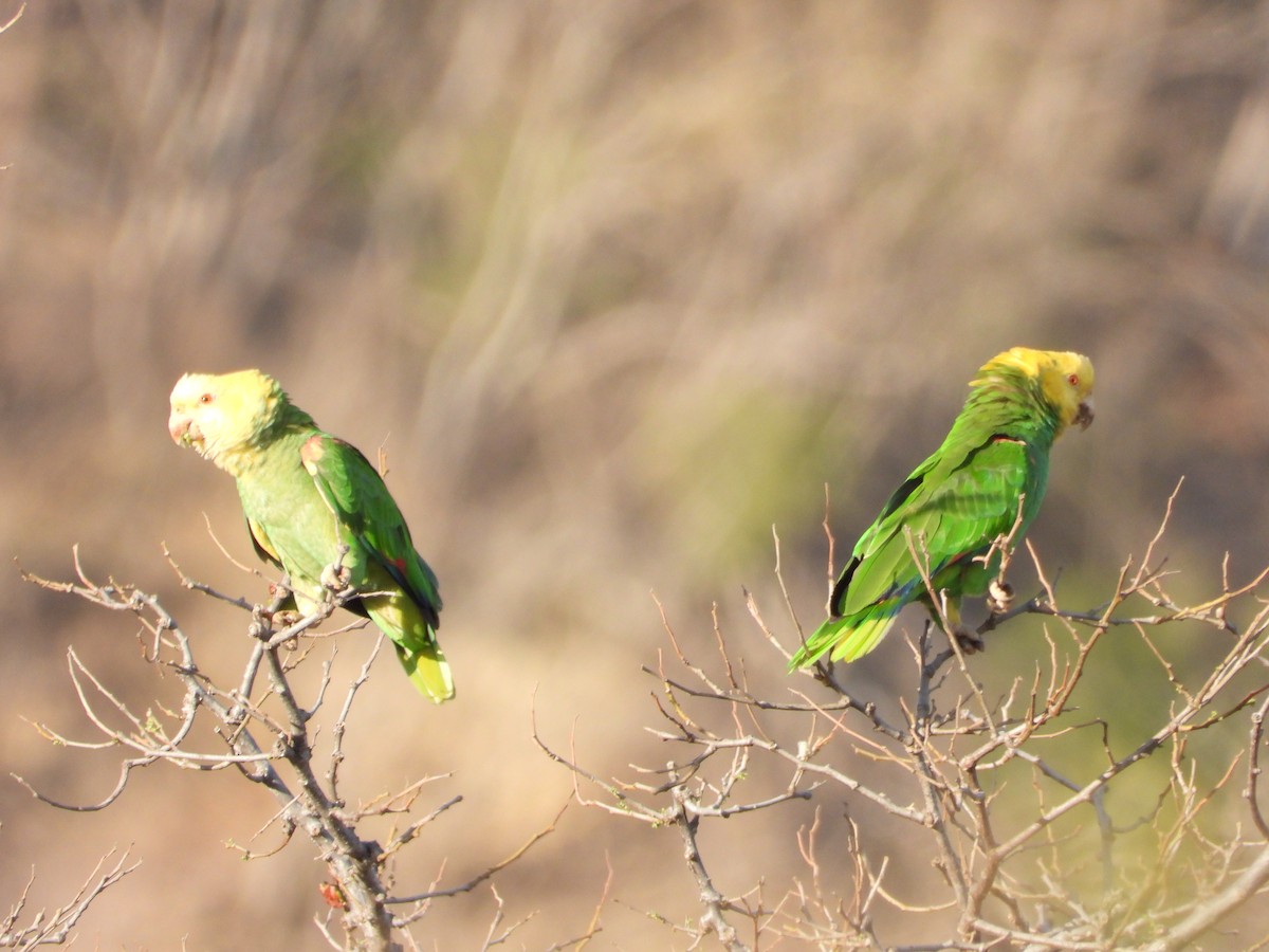 Yellow-headed Parrot (Tres Marias Is.) - ML617504217