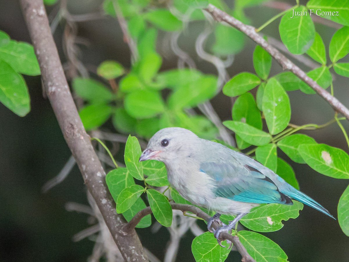Blue-gray Tanager - ML617504321