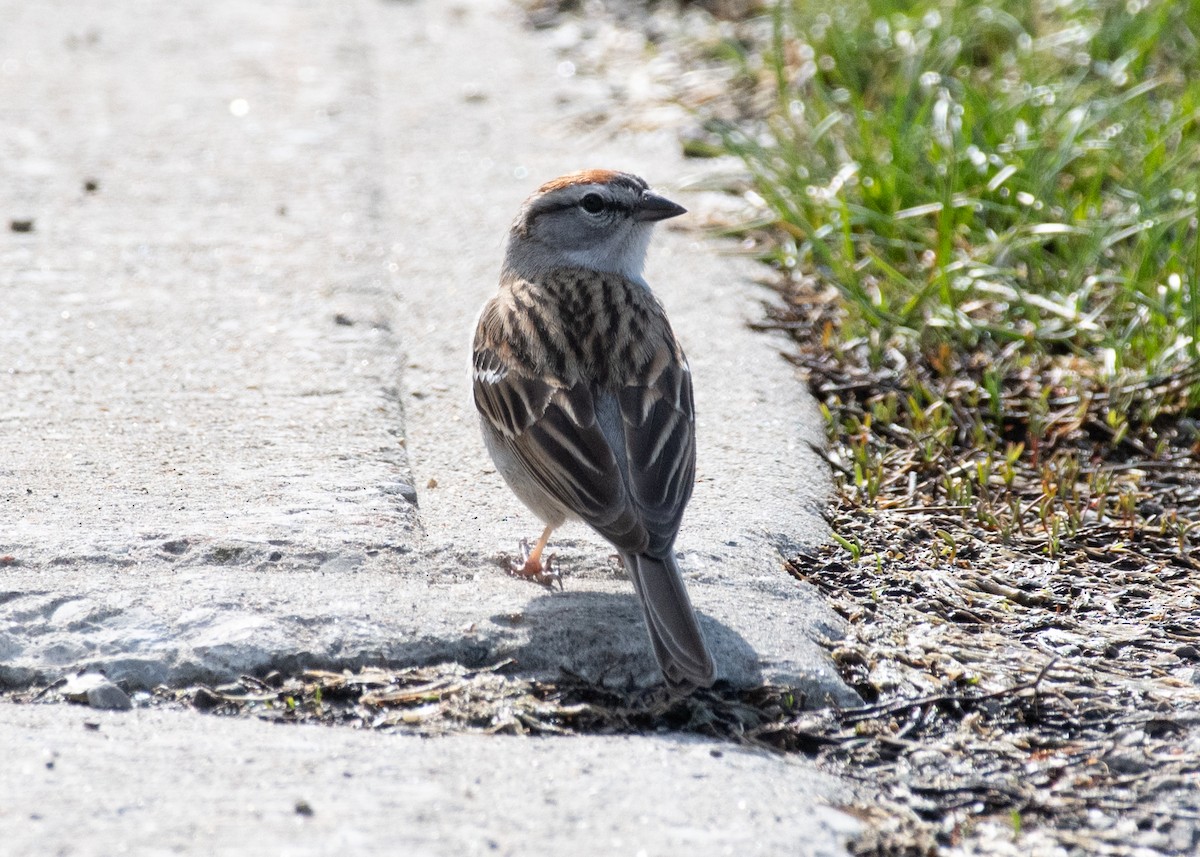 Chipping Sparrow - Kevin Zhong
