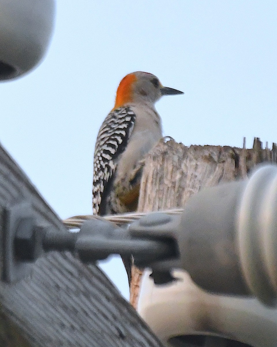 Golden-fronted Woodpecker - Ted Wolff
