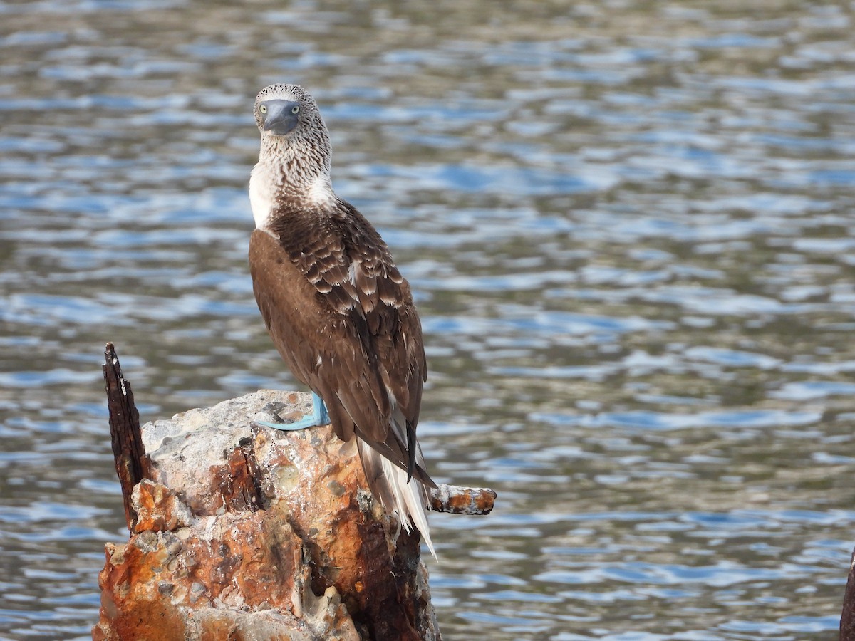 Blue-footed Booby - ML617504485
