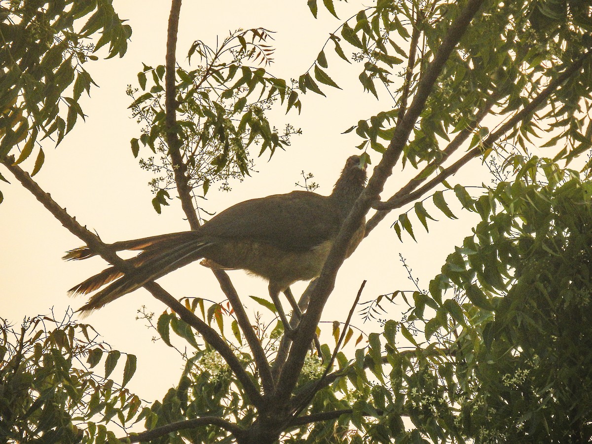West Mexican Chachalaca - ML617504611
