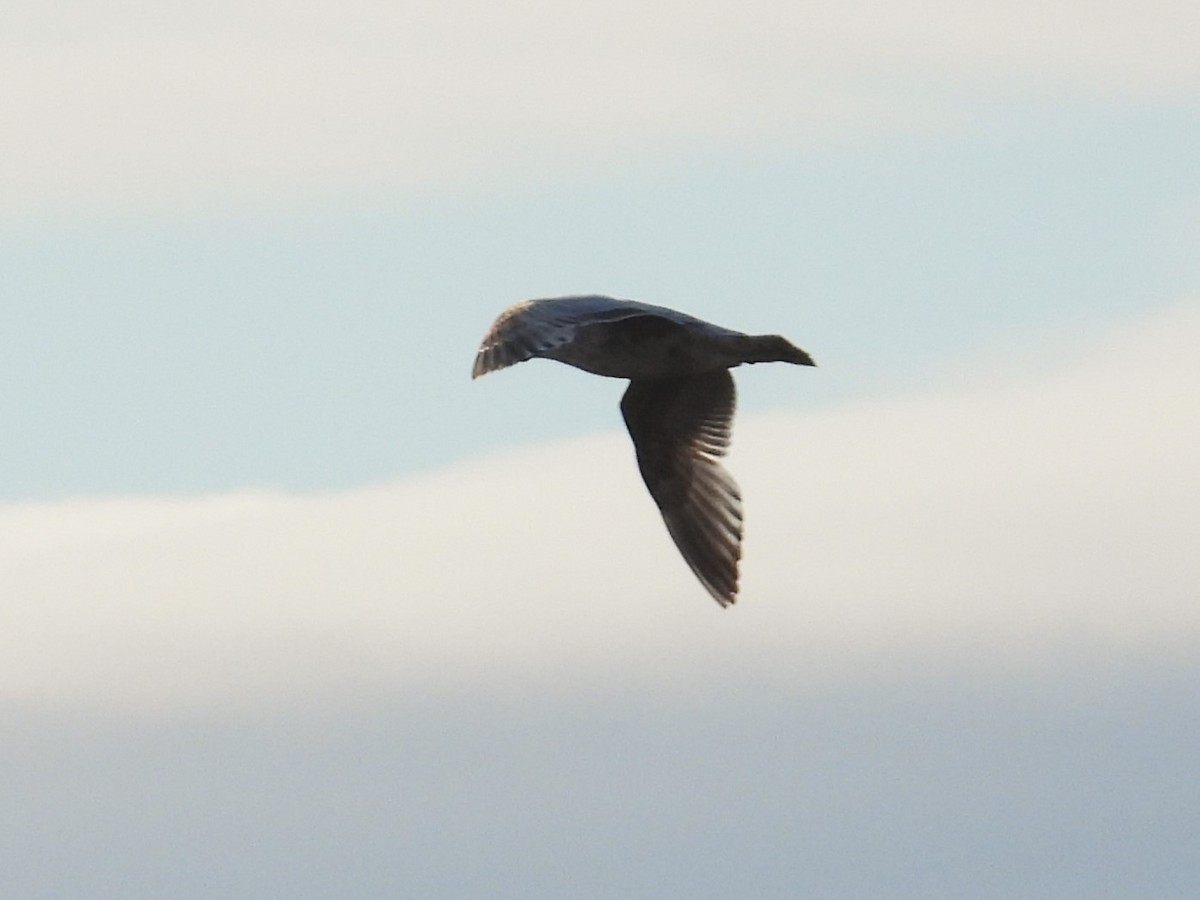Herring Gull (Vega) - Nick Komar