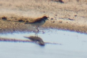 Semipalmated Plover - ML617505020
