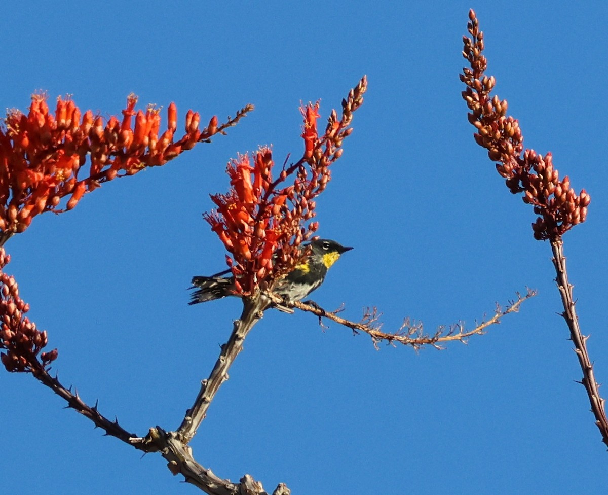 Yellow-rumped Warbler (Audubon's) - ML617505022