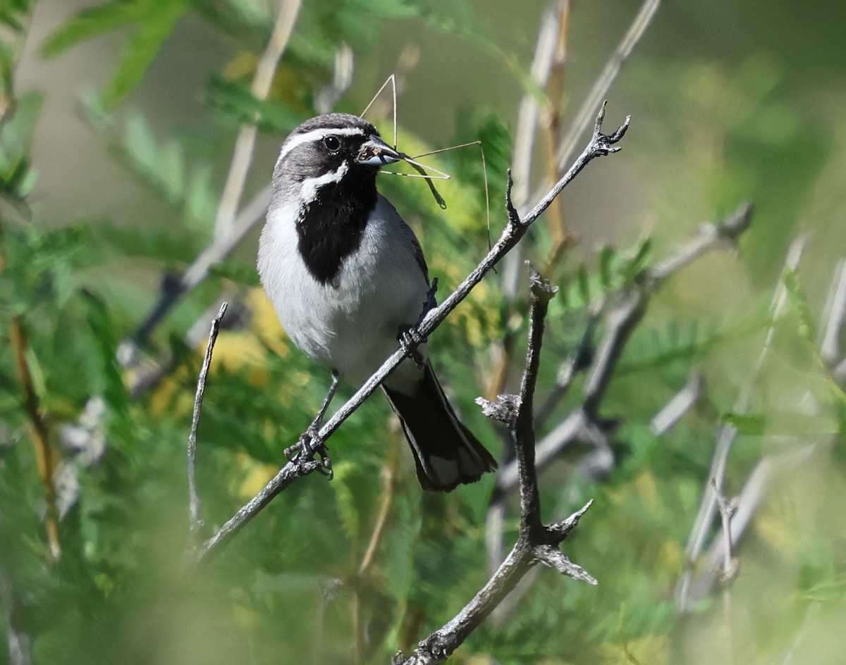Black-throated Sparrow - ML617505057