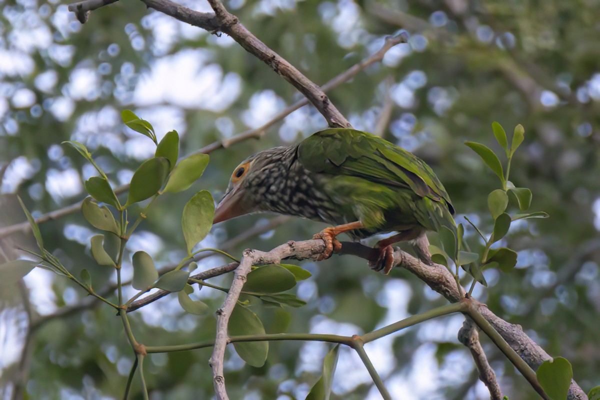 Lineated Barbet - ML617505148