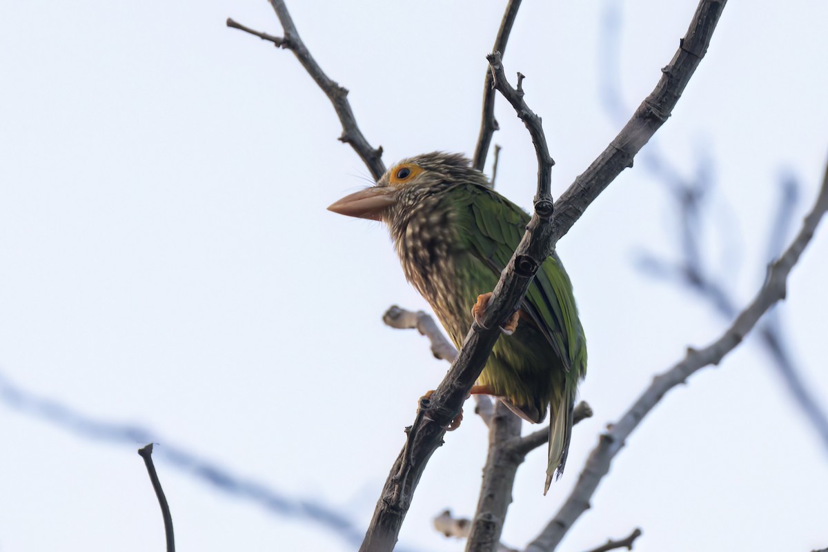 Lineated Barbet - ML617505149