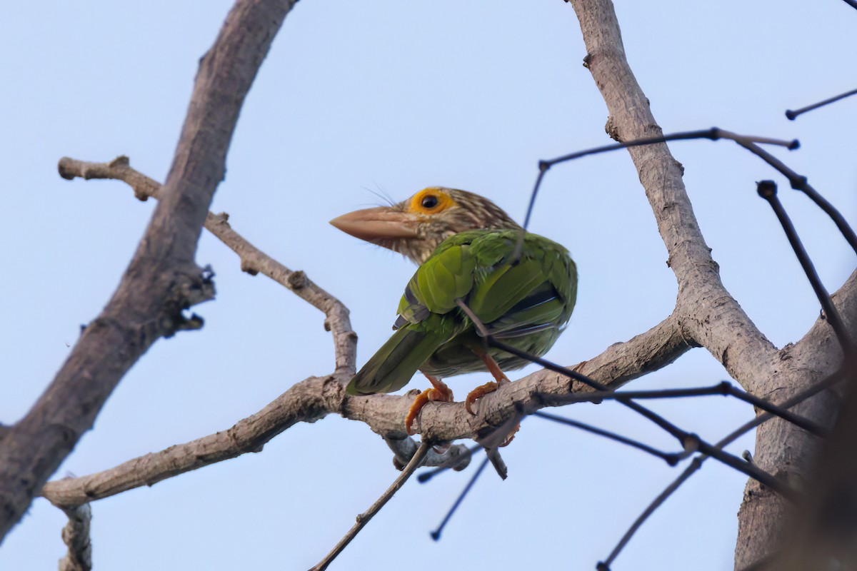Lineated Barbet - ML617505150