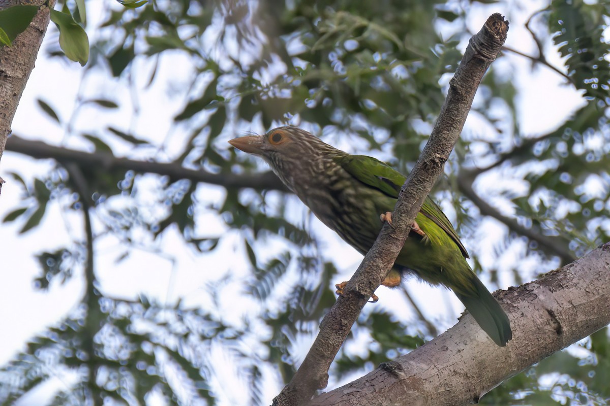Lineated Barbet - ML617505151