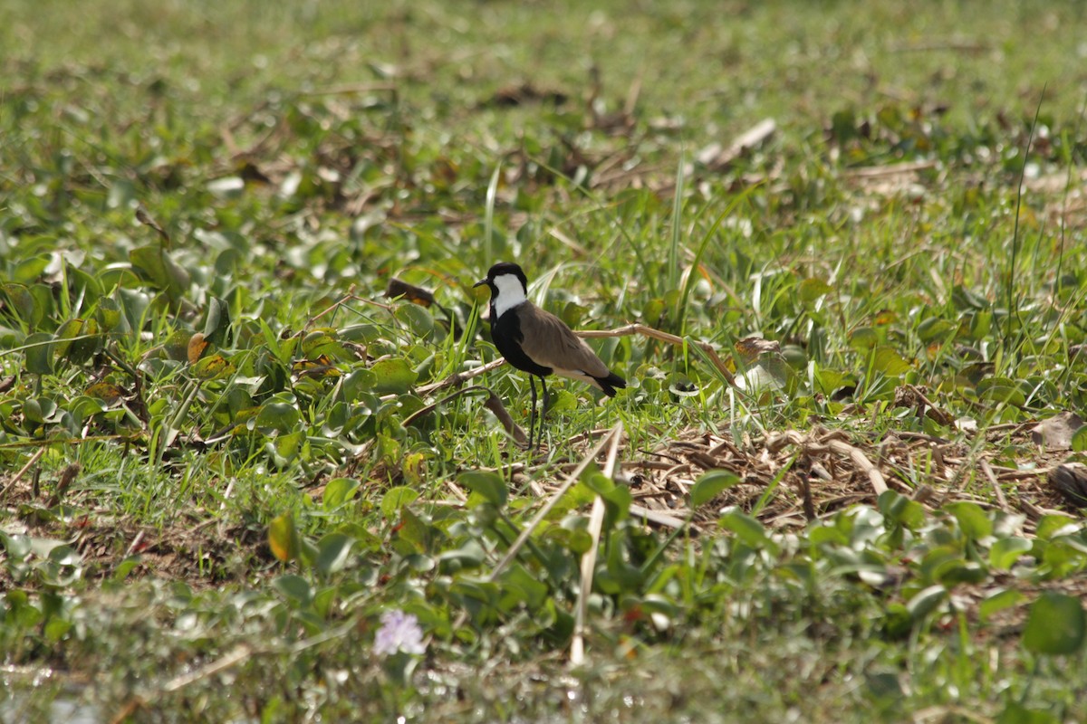 Spur-winged Lapwing - ML617505157