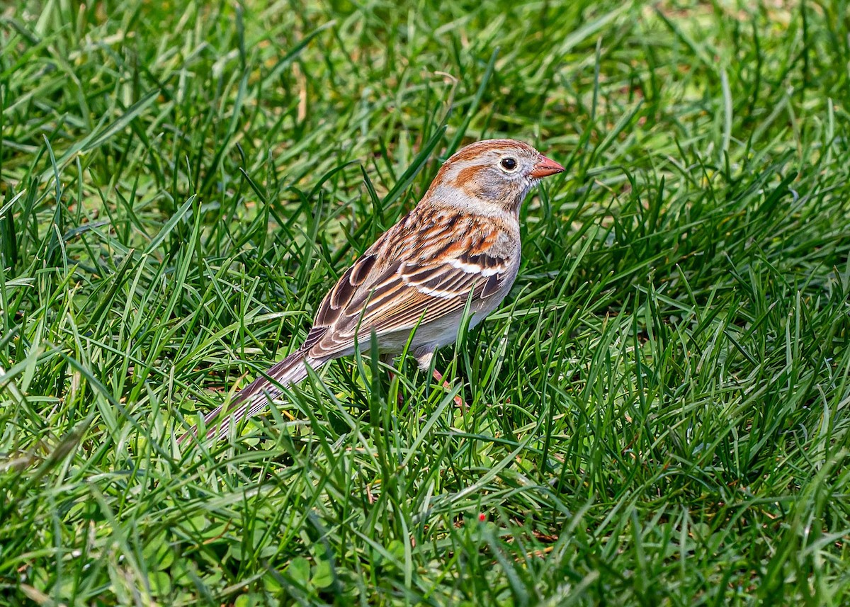 Field Sparrow - ML617505179