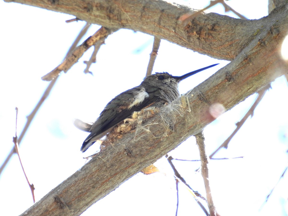 Broad-tailed Hummingbird - ML617505215