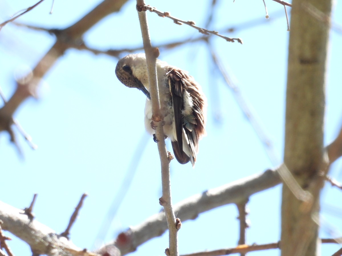 Broad-tailed Hummingbird - ML617505219