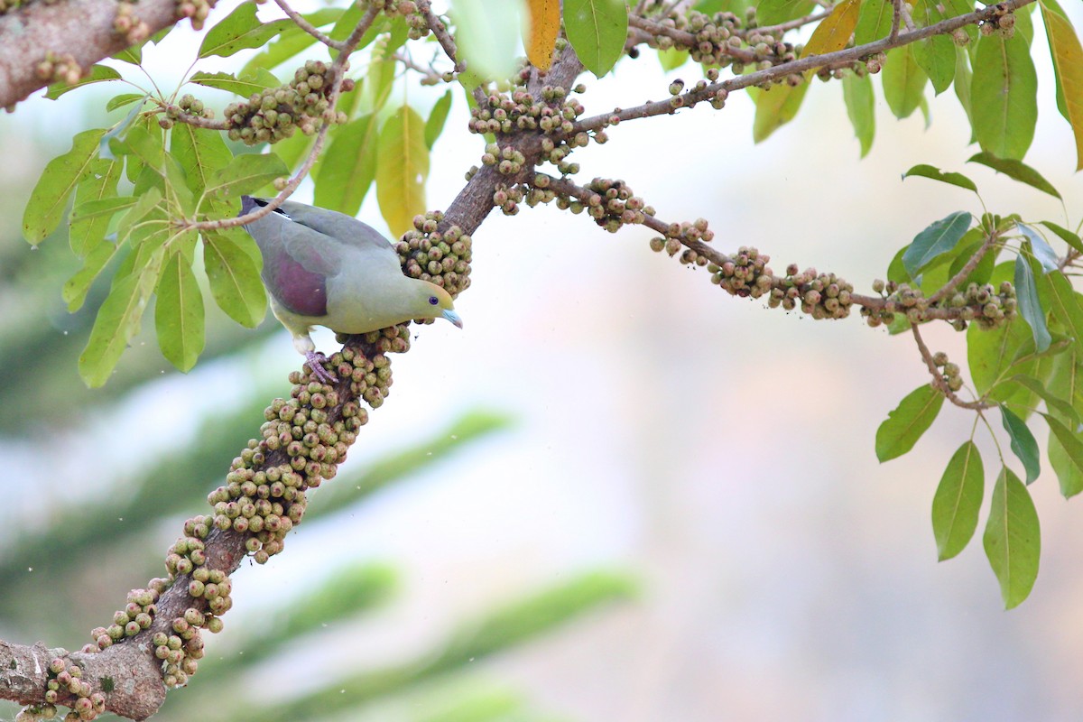 Whistling Green-Pigeon - ML617505314