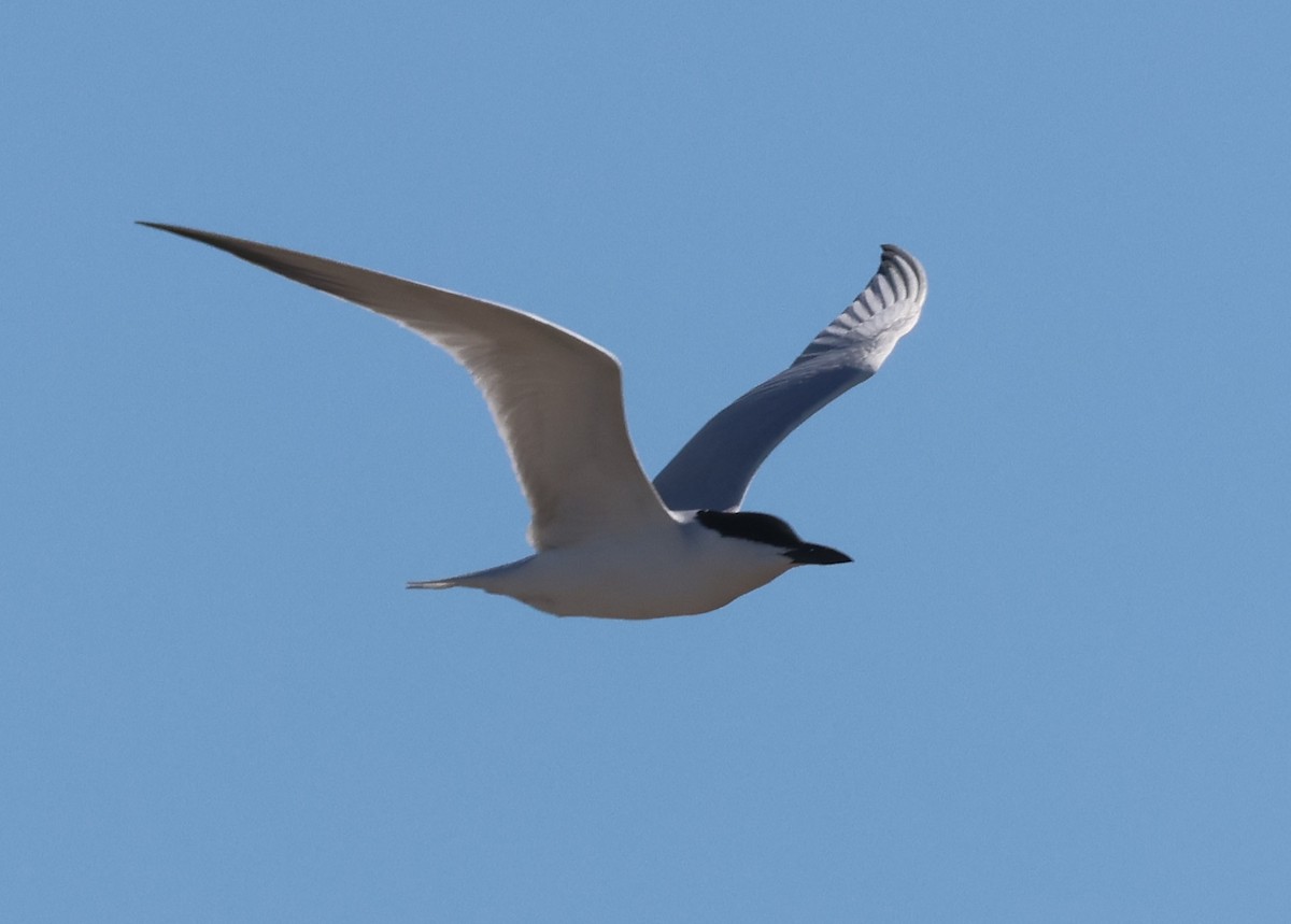 Gull-billed Tern - ML617505325