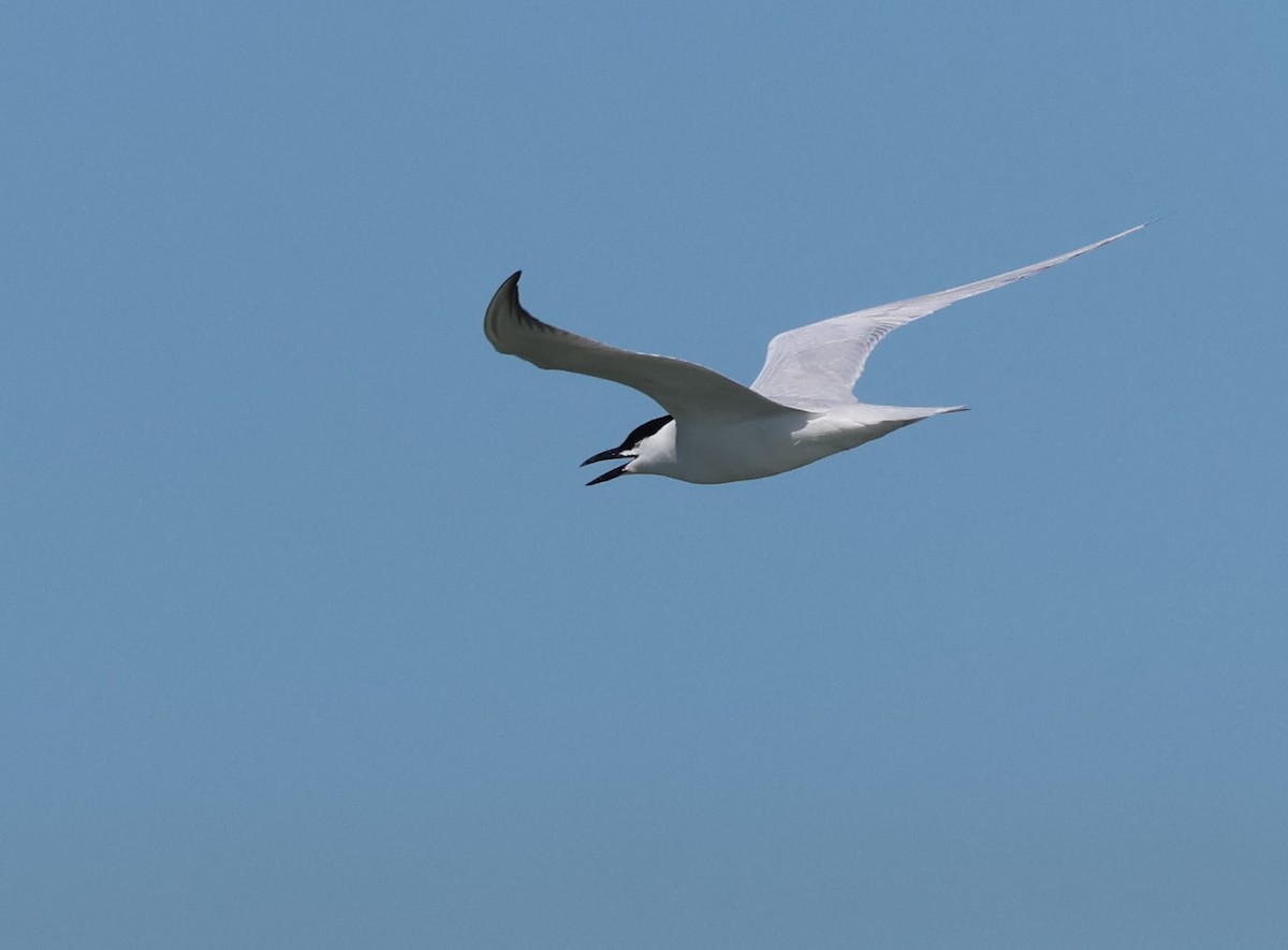 Gull-billed Tern - ML617505329