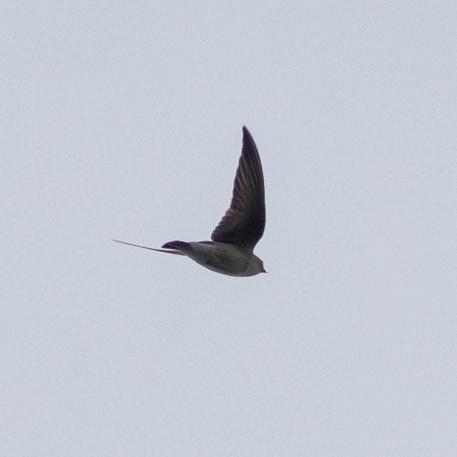 Northern Rough-winged Swallow - ML617505345