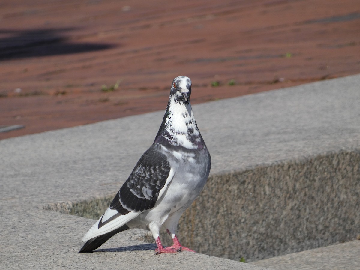 Rock Pigeon (Feral Pigeon) - ML617505391