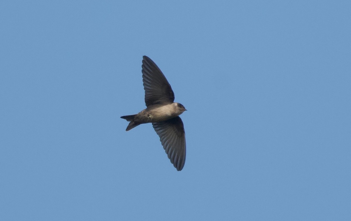 Brown-bellied Swallow - ML617505396