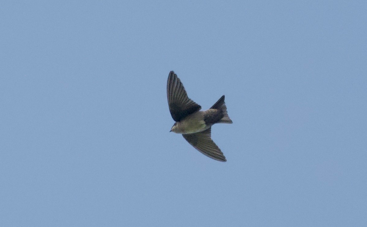 Brown-bellied Swallow - ML617505397