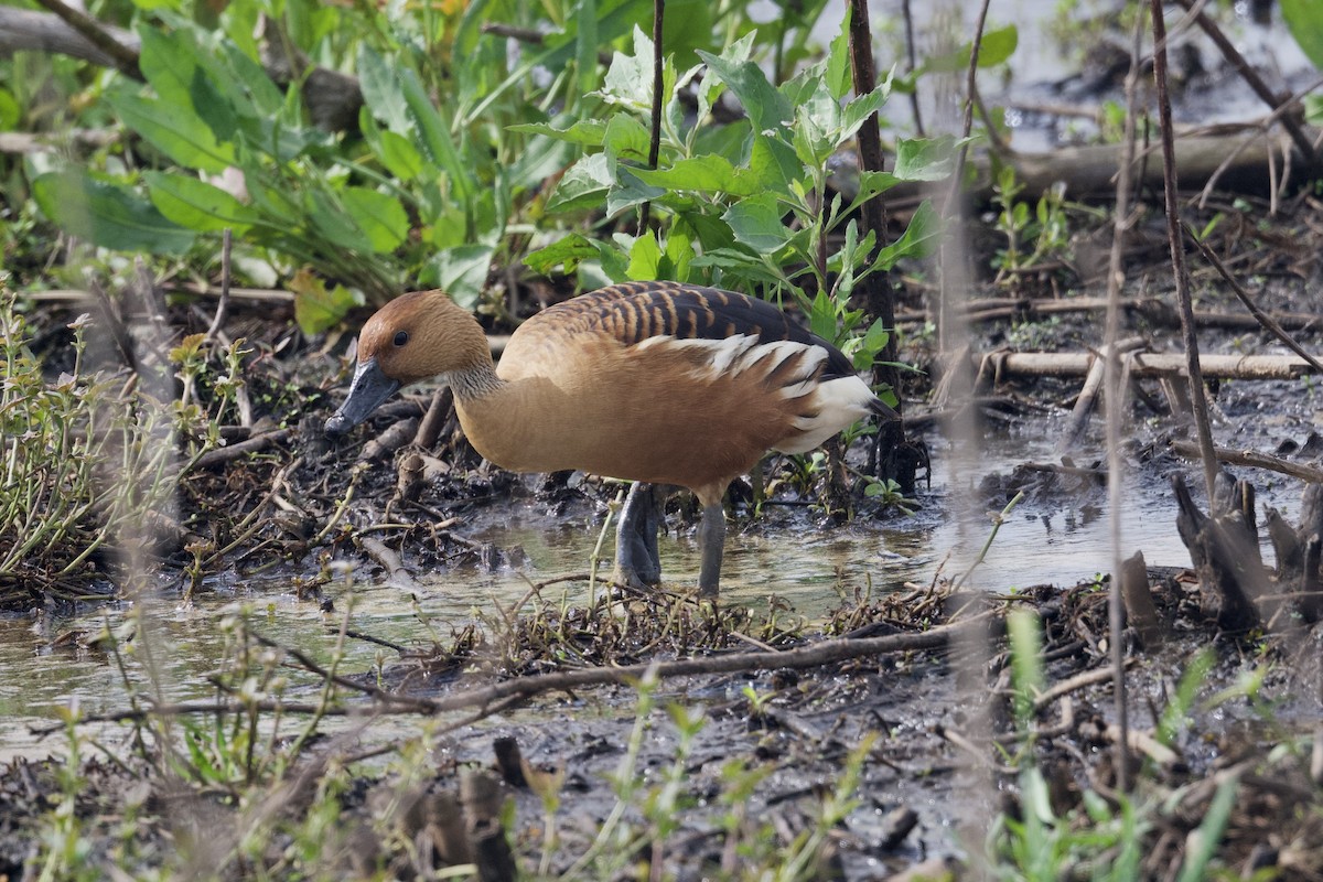 Fulvous Whistling-Duck - ML617505420
