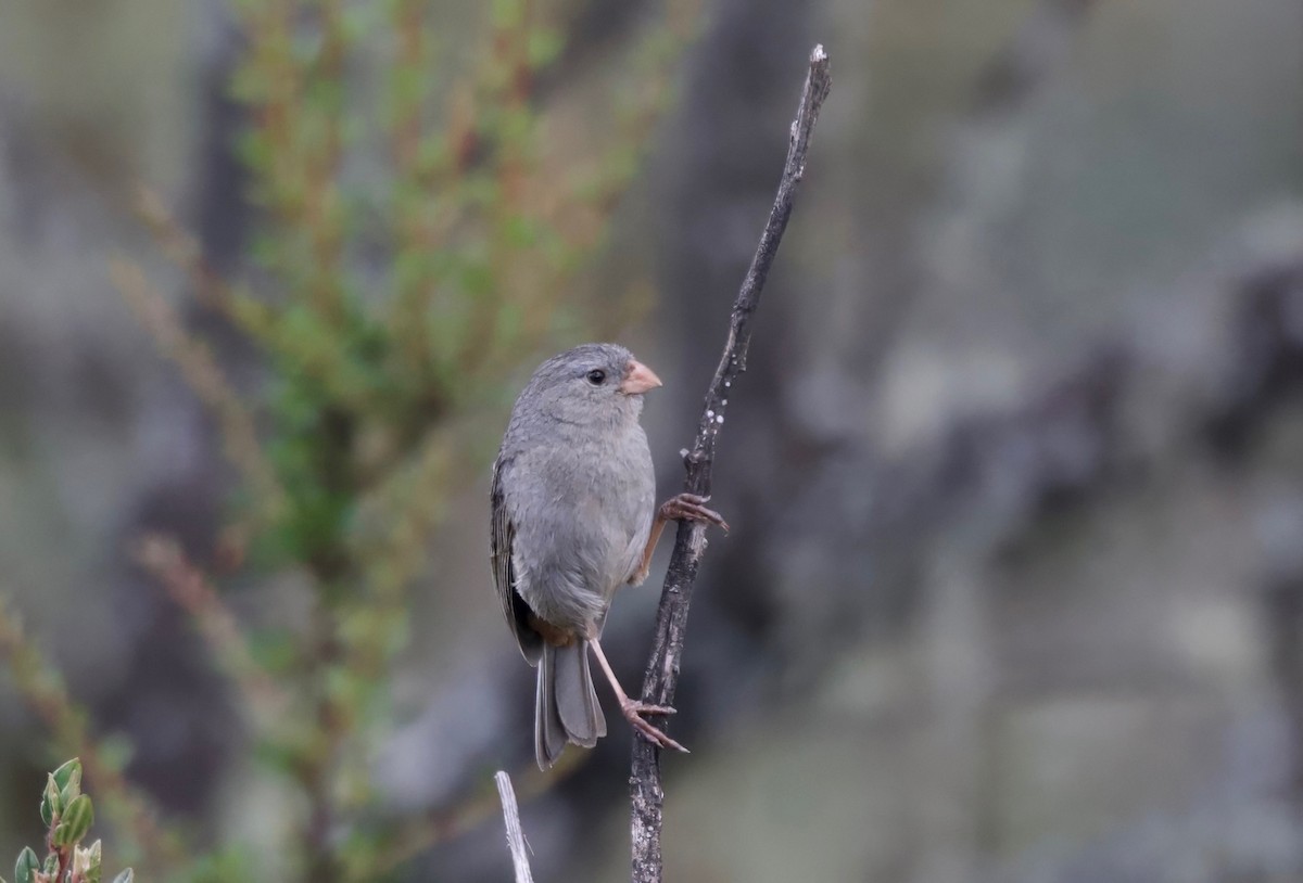 Plain-colored Seedeater - ML617505432