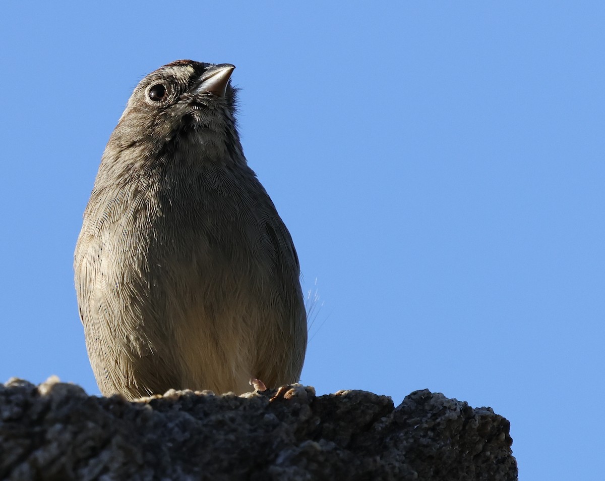 Rufous-crowned Sparrow - ML617505441