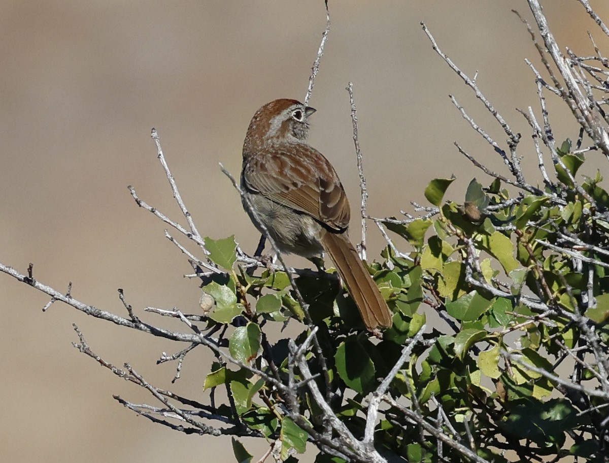 Rufous-crowned Sparrow - ML617505448