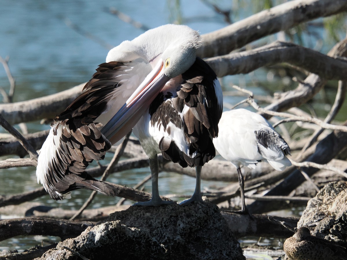 pelikán australský - ML617505455