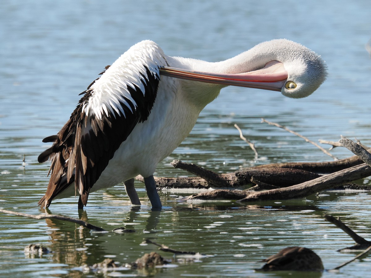 pelikán australský - ML617505456