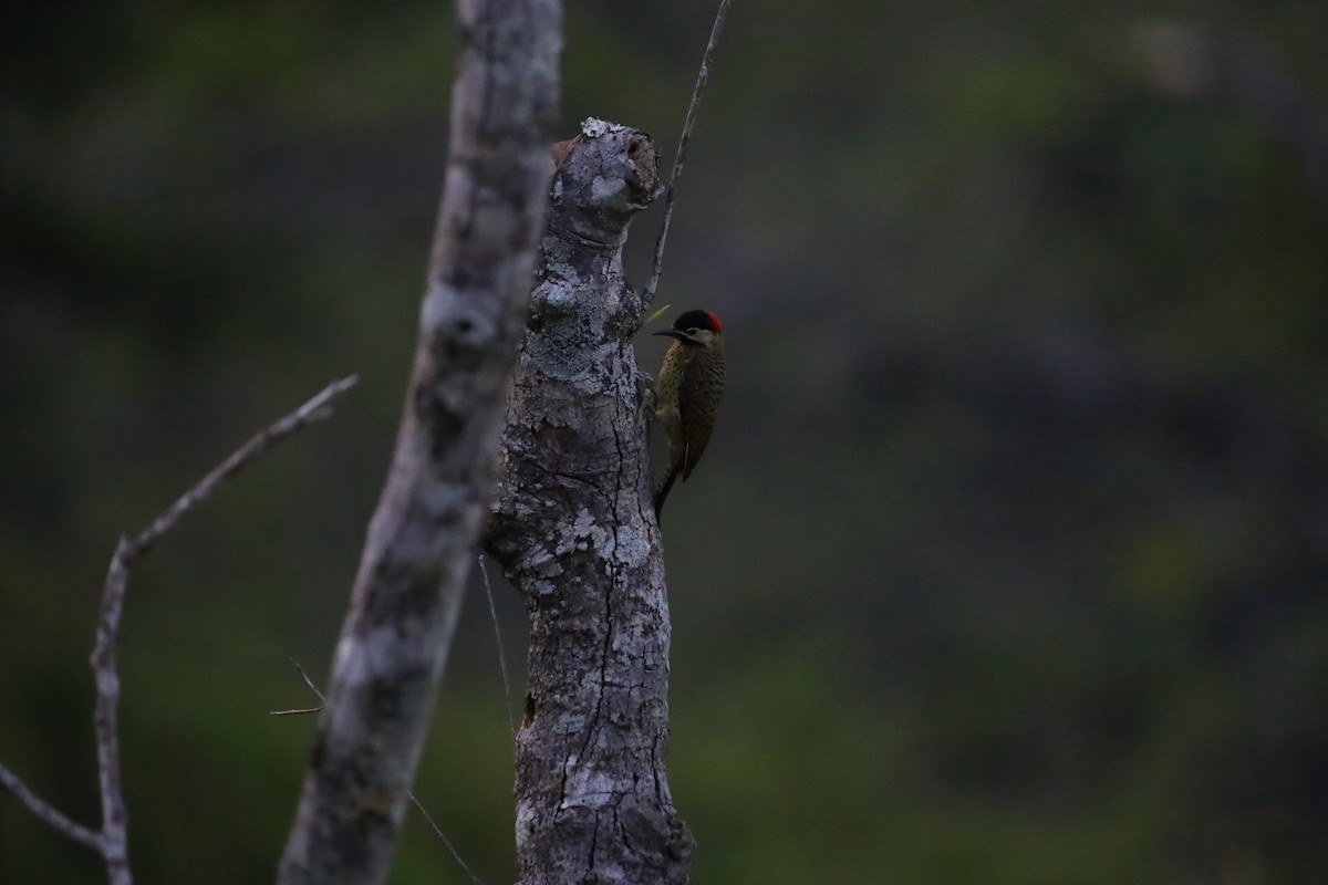 Spot-breasted Woodpecker - ML617505490