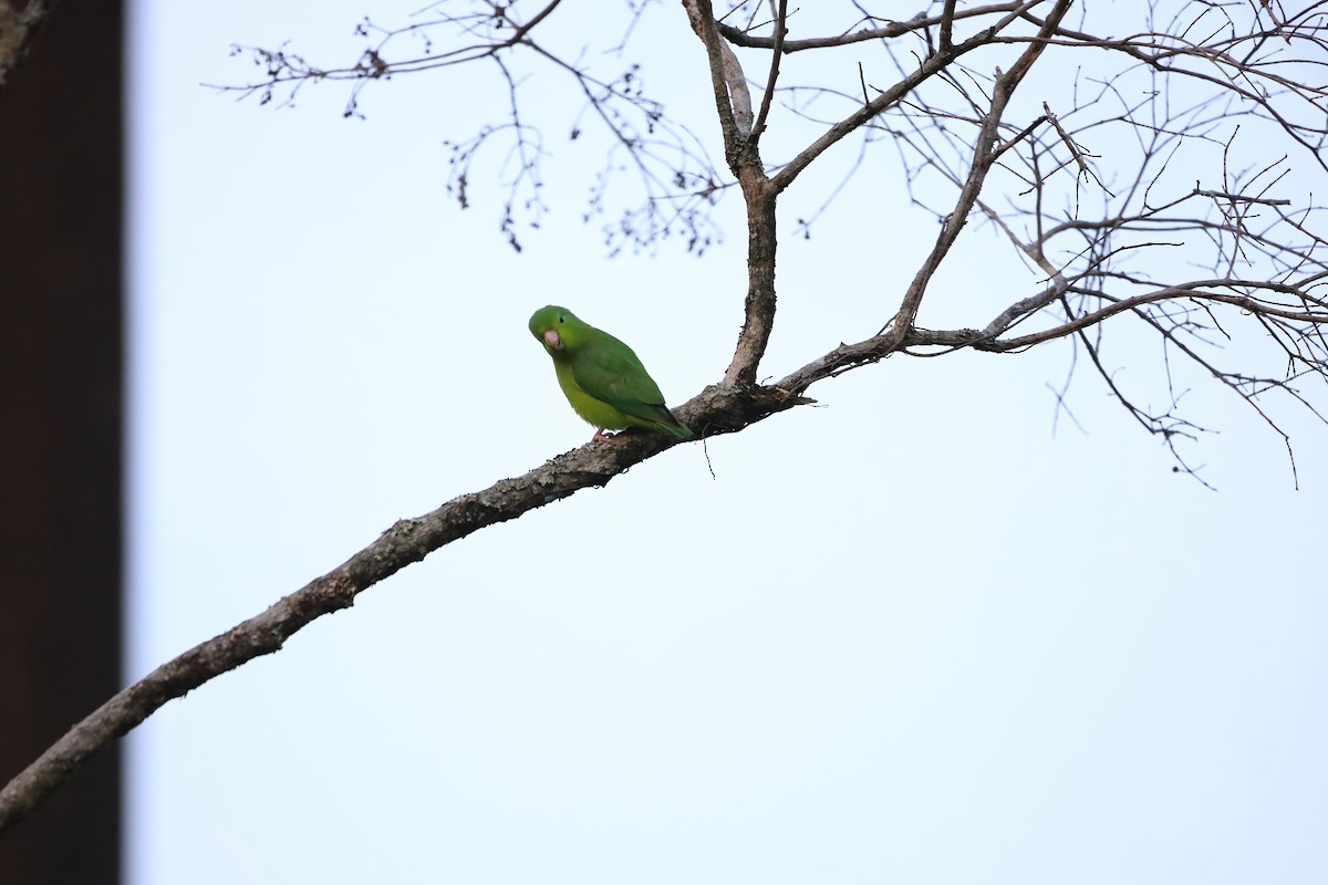 Папуга-горобець панамський - ML617505492