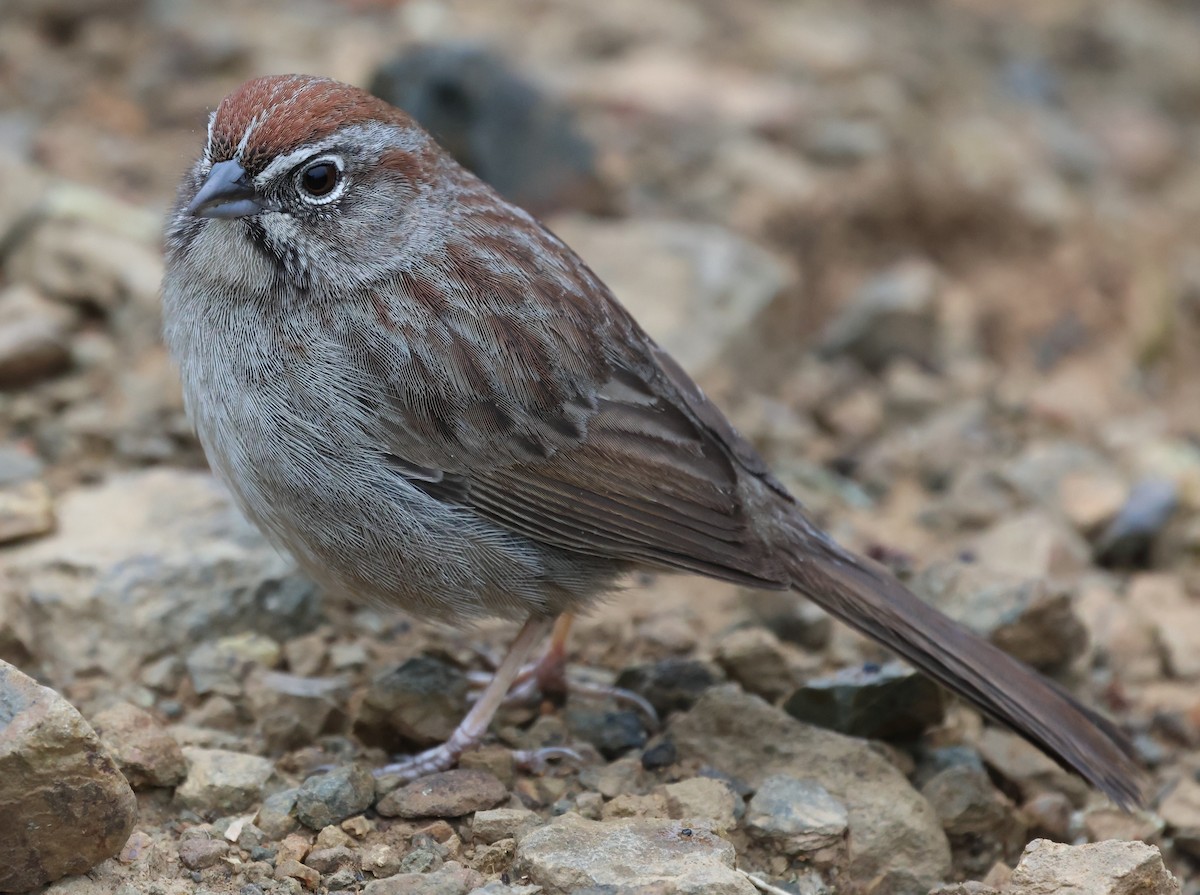 Rufous-crowned Sparrow - ML617505525