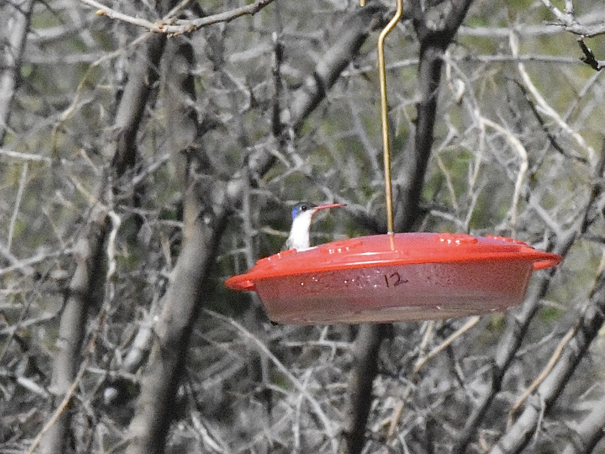 Violet-crowned Hummingbird - ML617505538