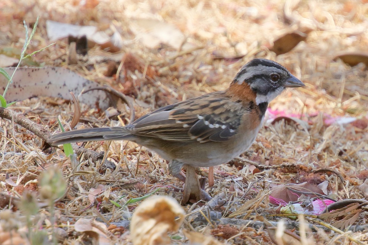 Rufous-collared Sparrow - ML617505567