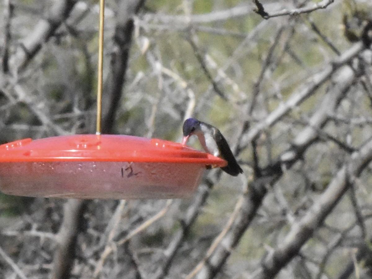 Violet-crowned Hummingbird - ML617505600