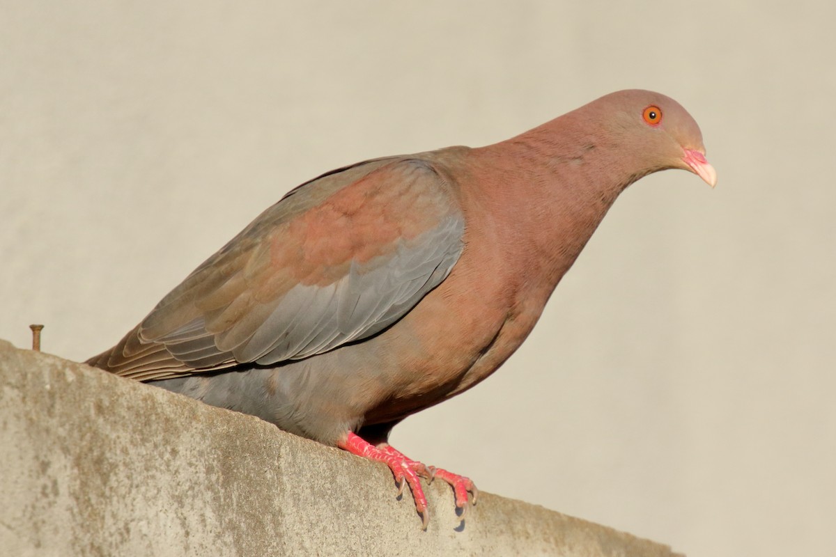Pigeon à bec rouge - ML617505604