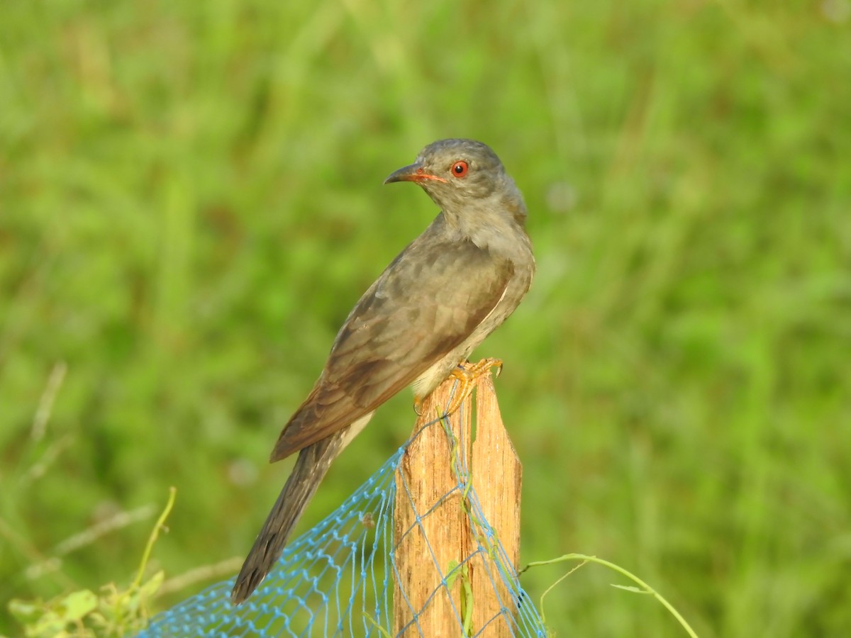 Gray-bellied Cuckoo - ML617505641