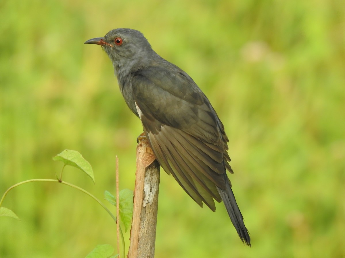 Gray-bellied Cuckoo - ML617505642