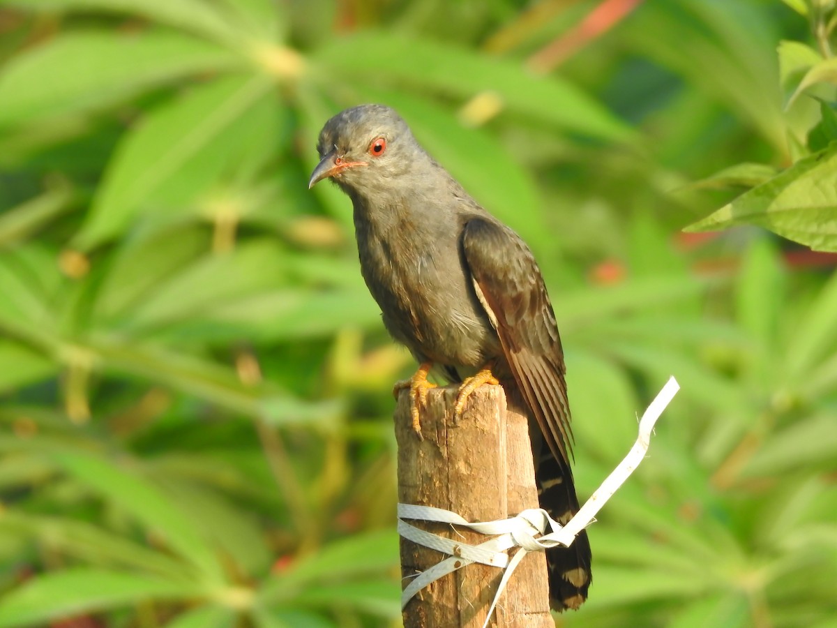 Gray-bellied Cuckoo - Fayis T