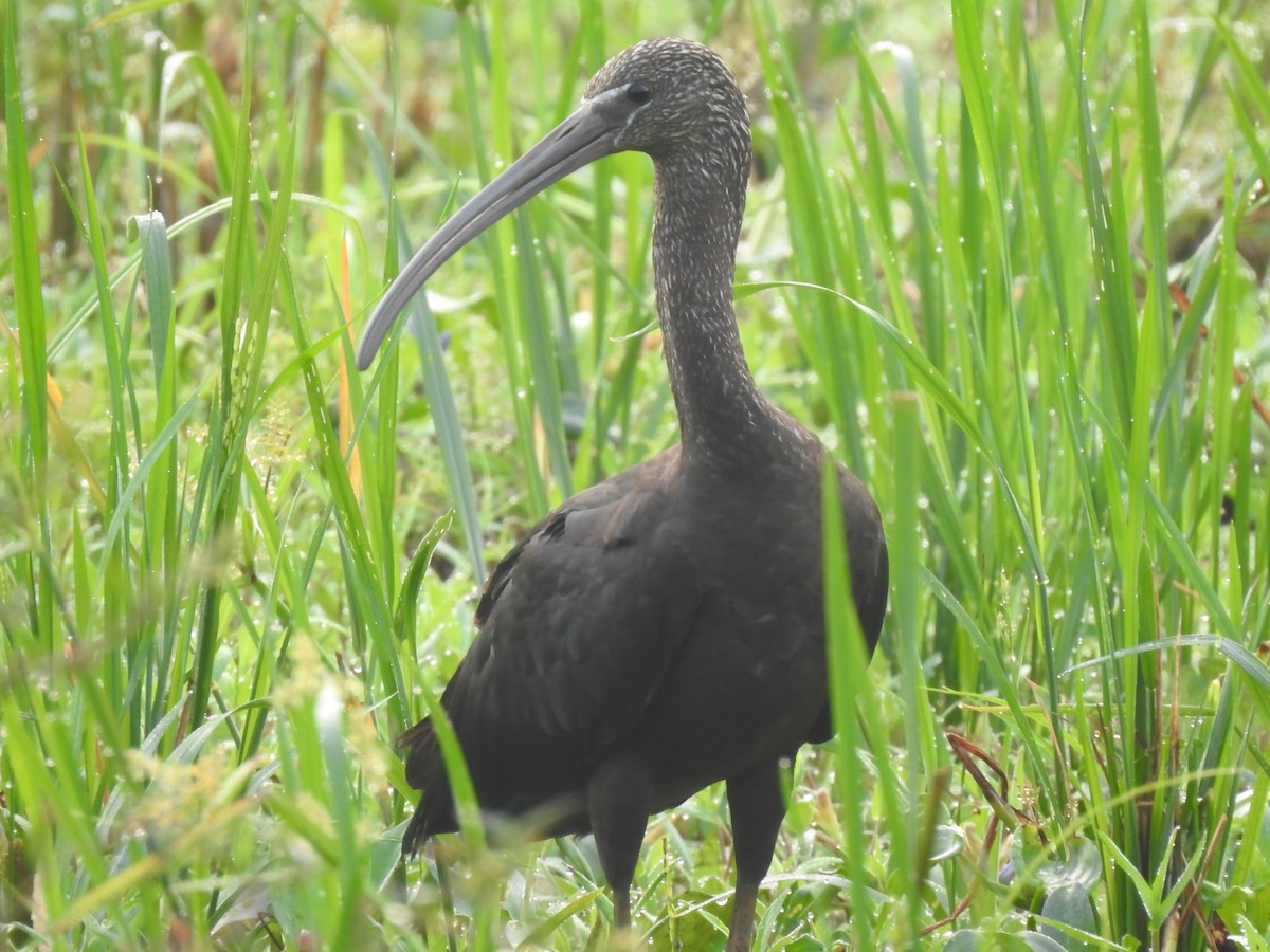 Glossy Ibis - Fayis T