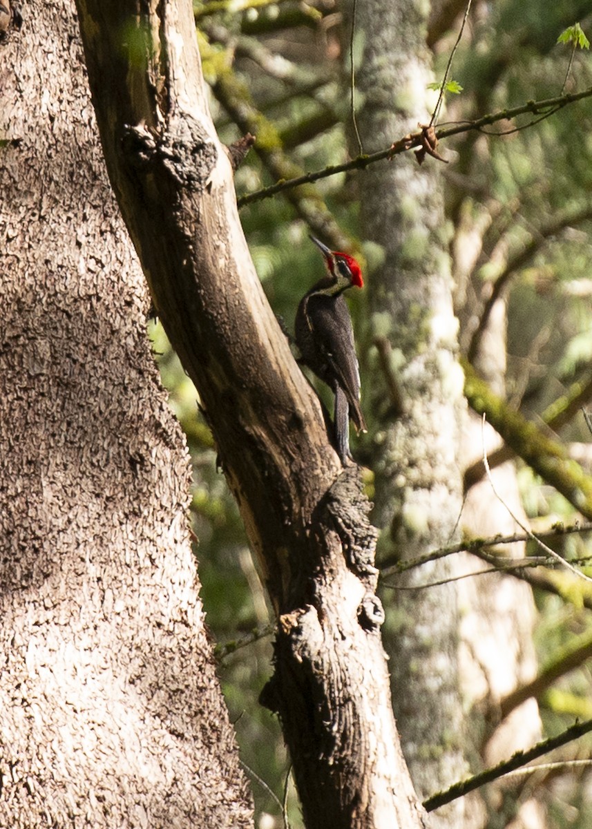 Pileated Woodpecker - ML617505672